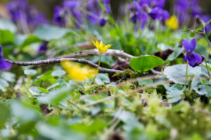 Forest floor, fig root, Ficaria verna, Forest floor, fig root, Ficaria verna,